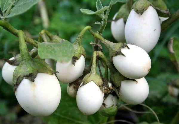 solanum ovigerum flower seeds