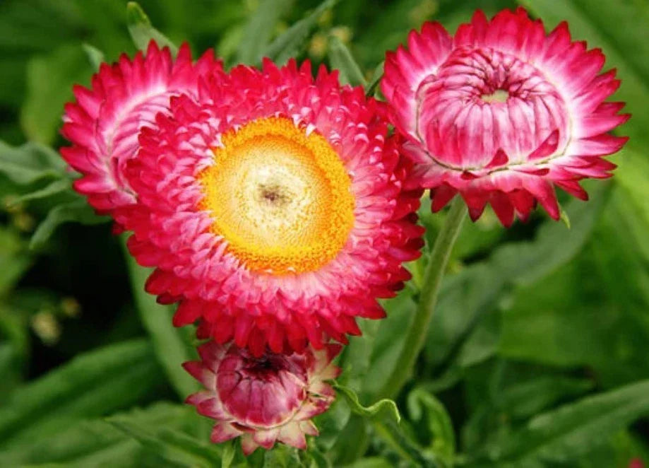 scarlet choice flower seeds