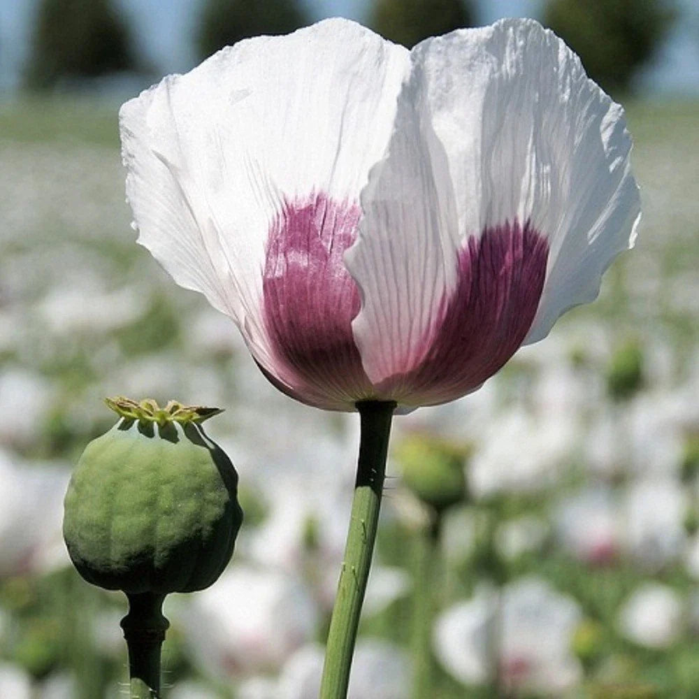 untreated tasmanian flower seeds