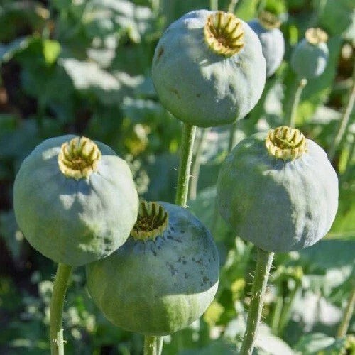 czech republic flower seeds