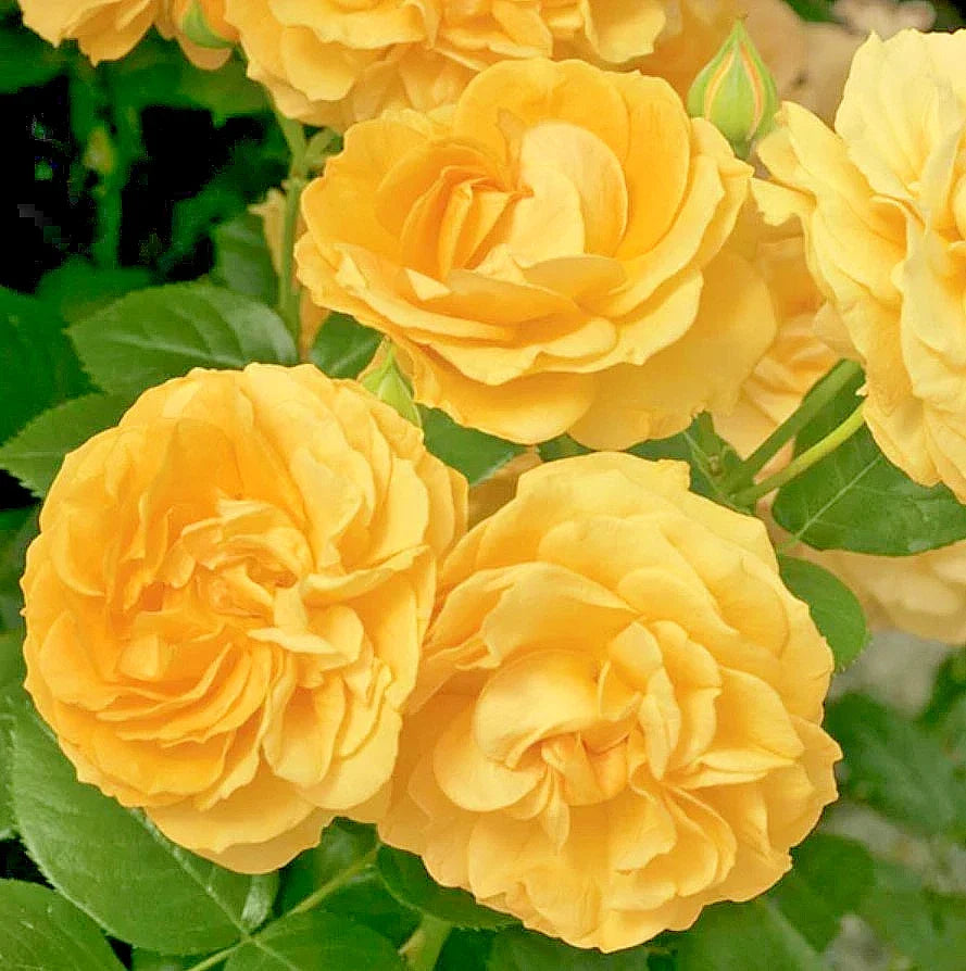 julia child flower seeds