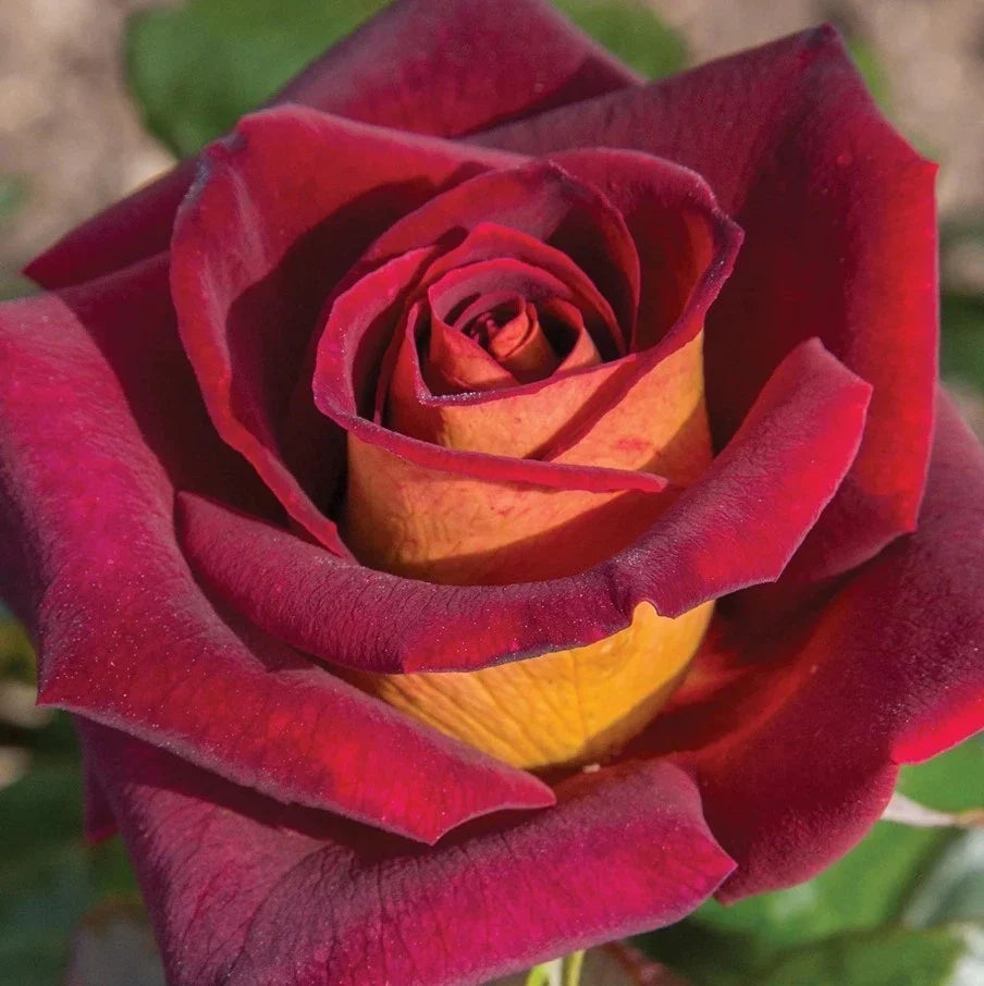 dark night flower seeds