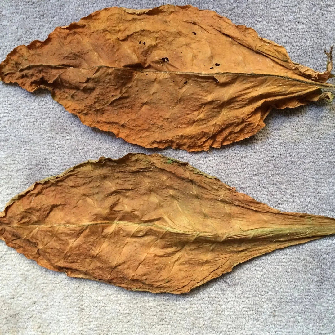 tobacco virginia flower seeds