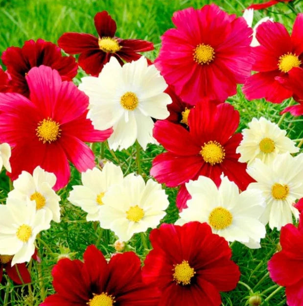 red cosmos flower seeds