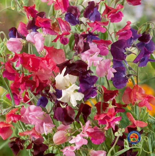 sweet pea flower seeds