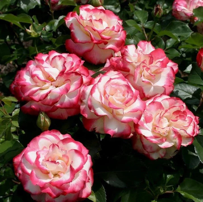 cherry parfait flower seeds