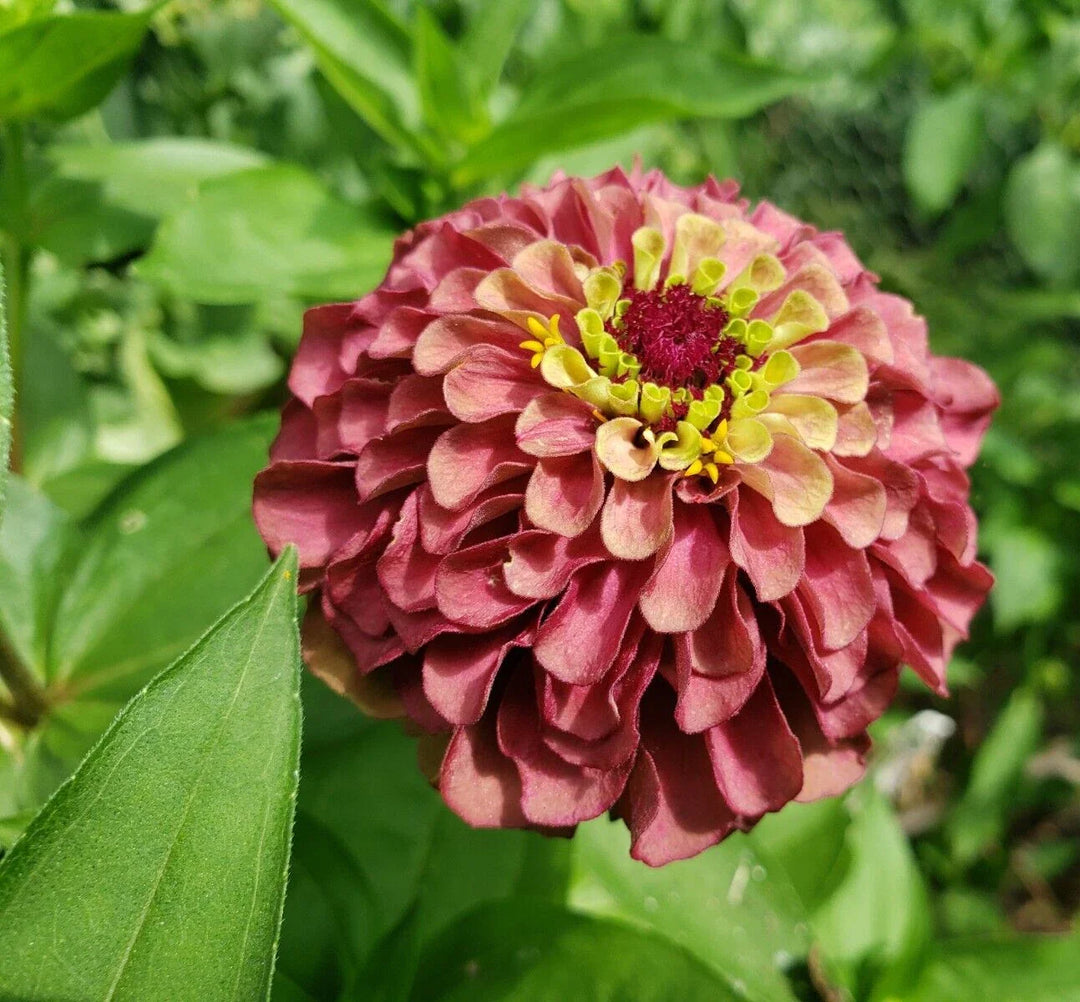 red queen flower seeds