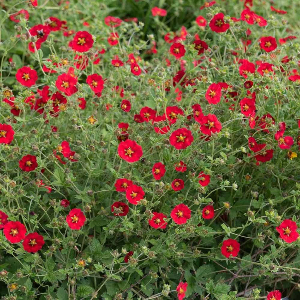 red scarlet flower seeds