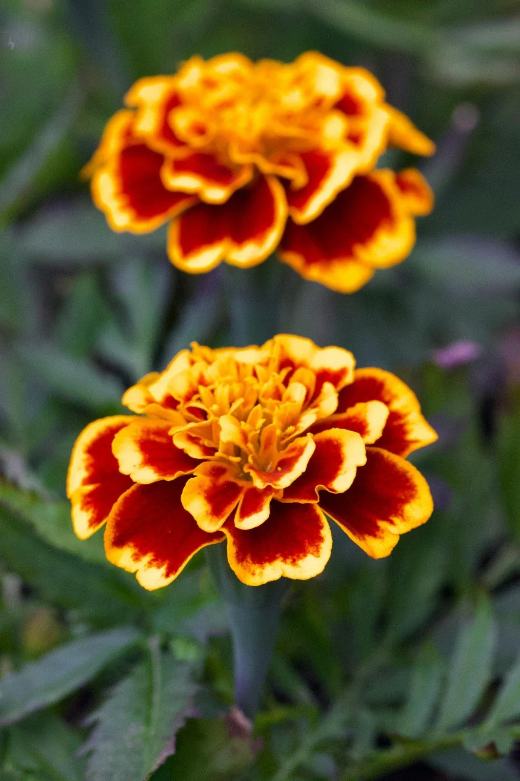 mixed marigold flower seeds
