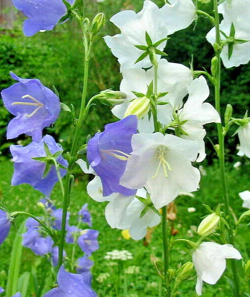 peach blue flower seeds