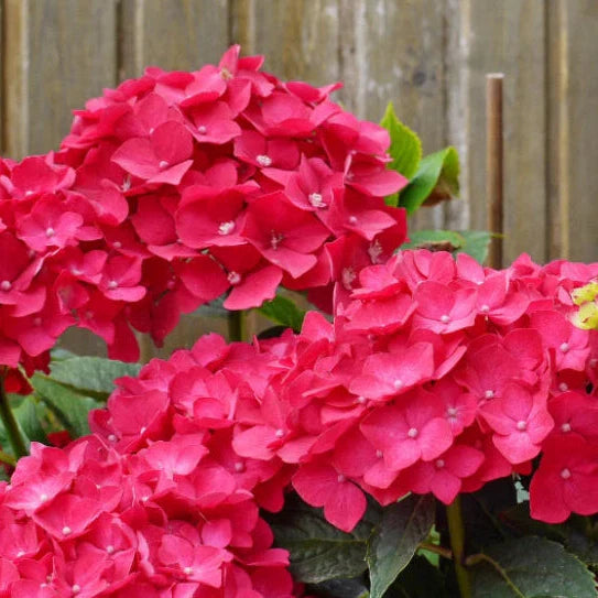 ruby riches flower seeds