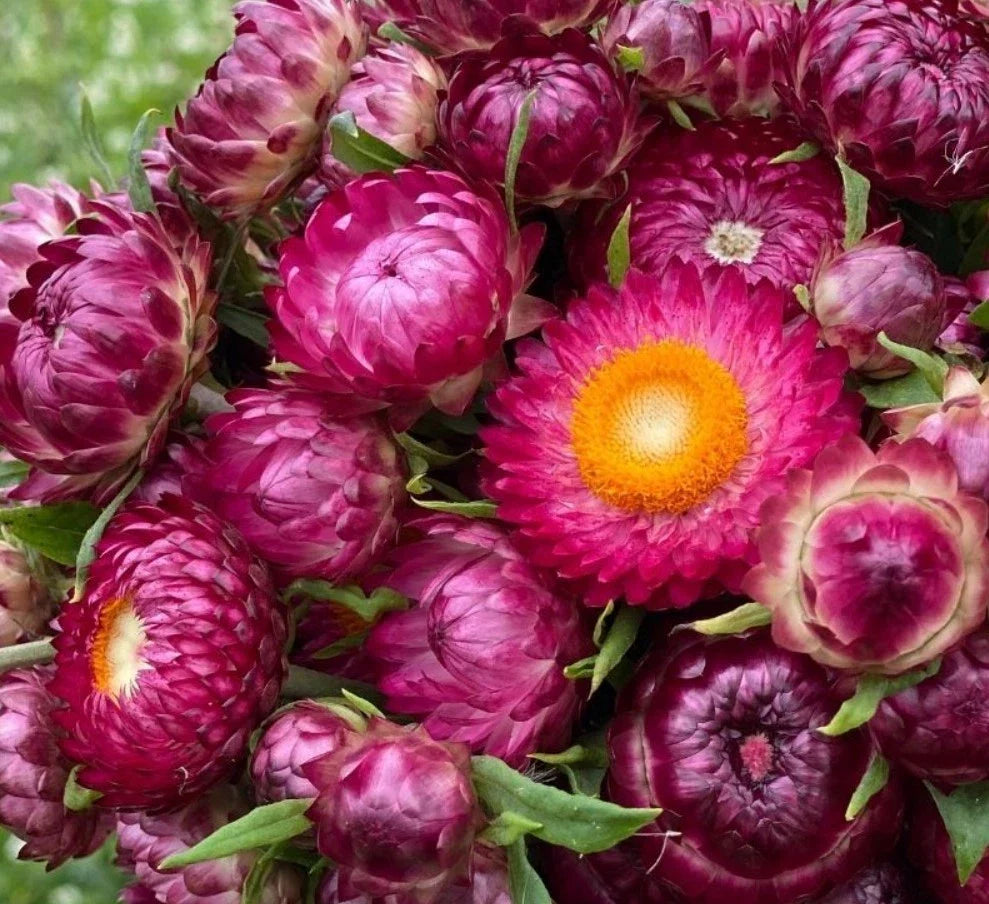 purple red flower seeds