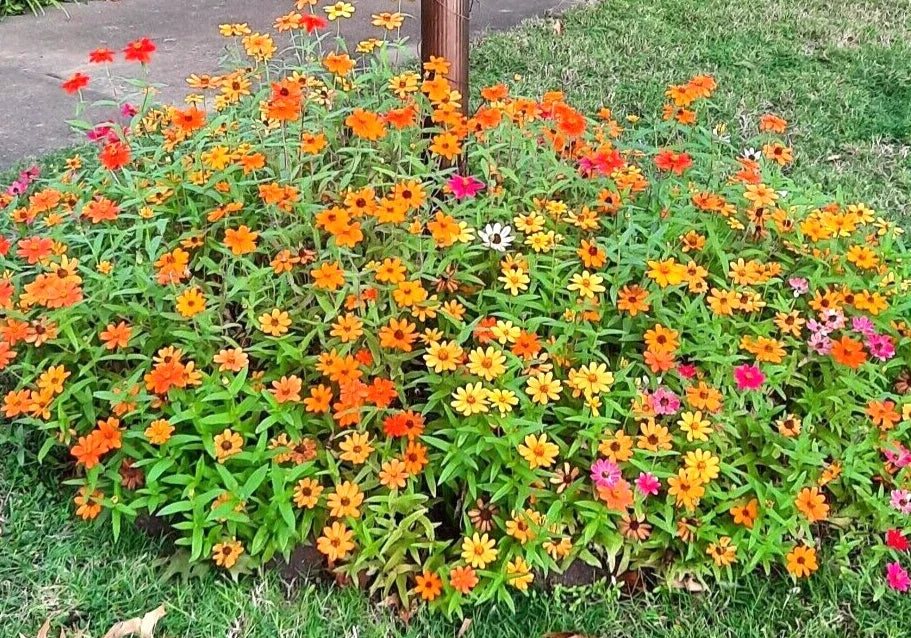 profusion mini flower seeds