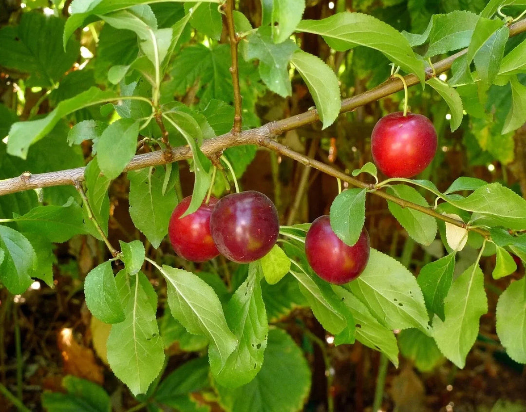 cherry plum flower seeds