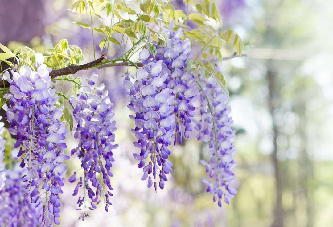 purple japanese flower seeds