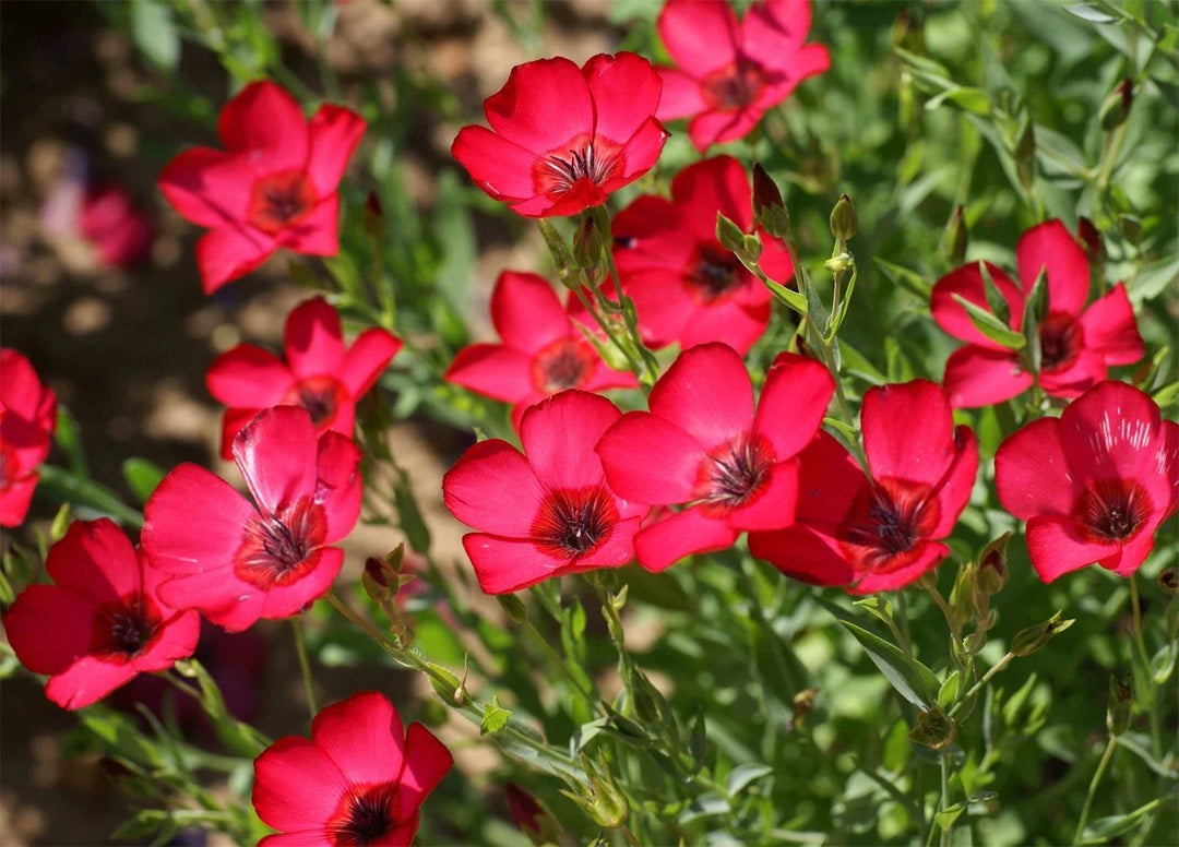red scarlet flower seeds