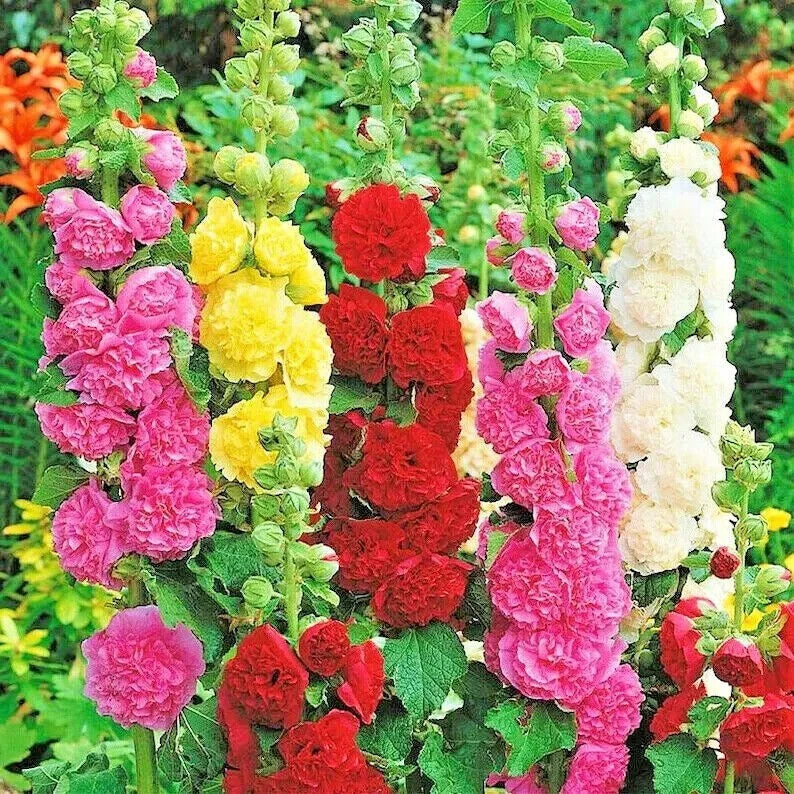 hollyhock mix flower seeds