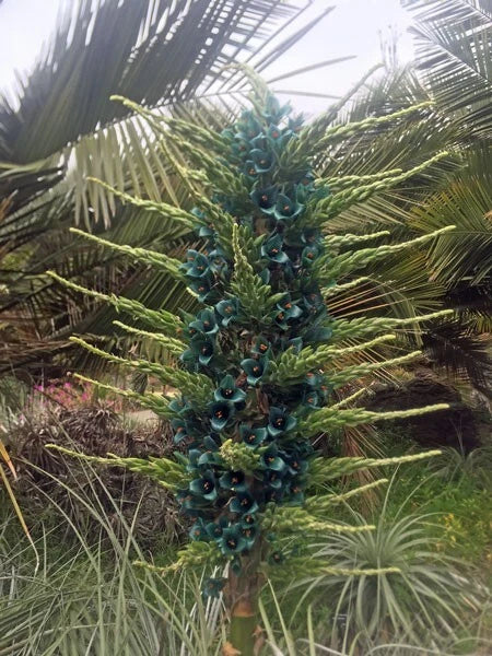 puya alpestris flower seeds