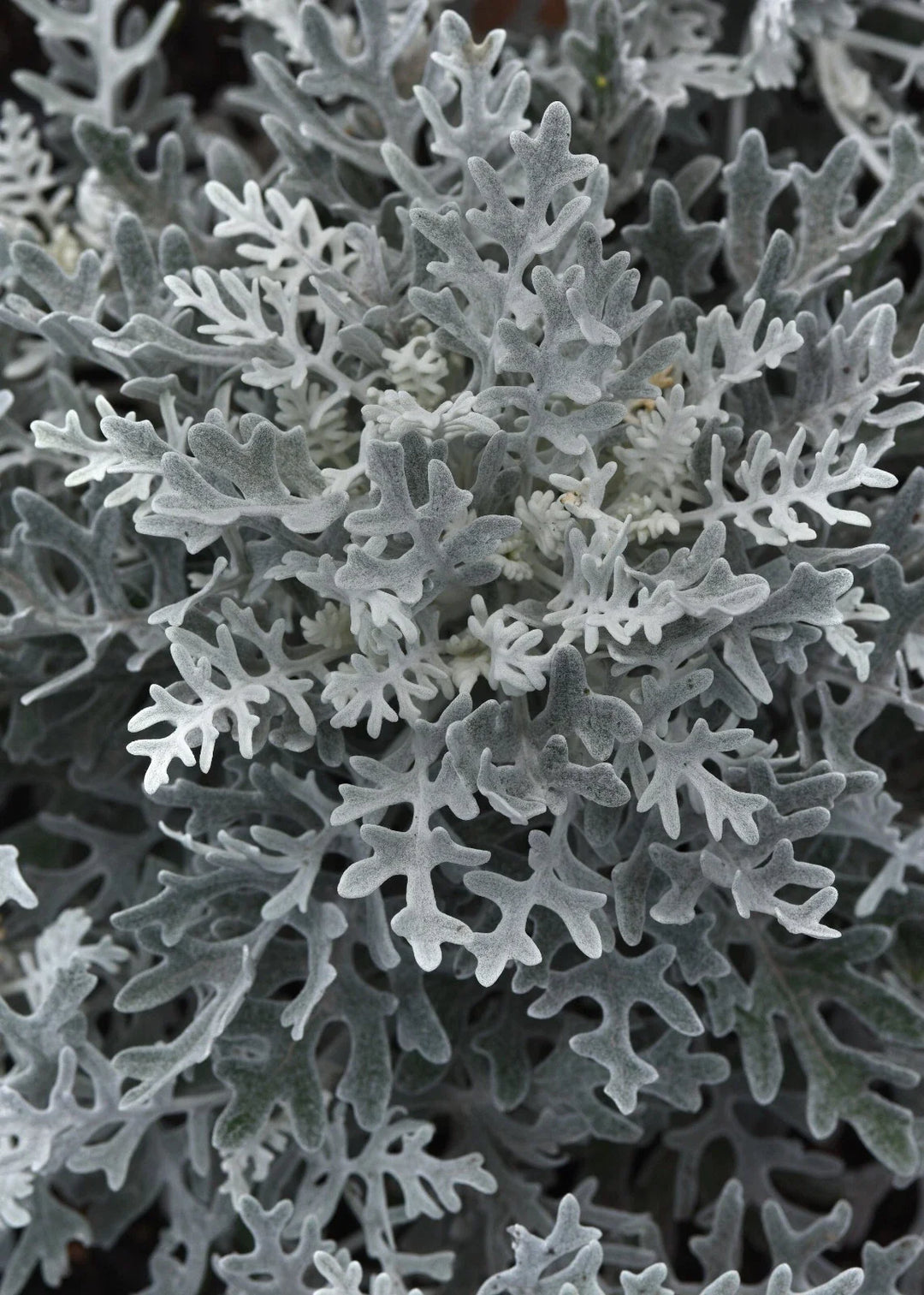 dusty miller flower seeds