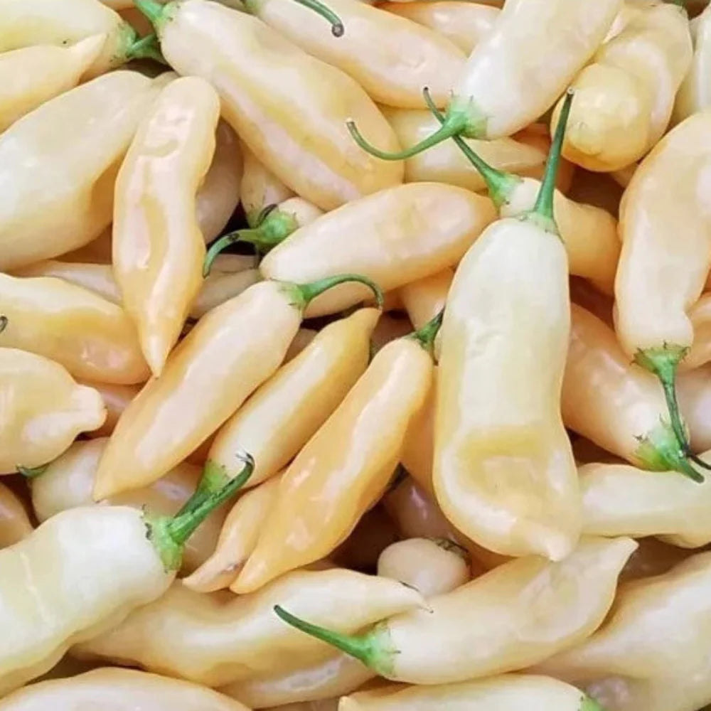 peach sugar flower seeds
