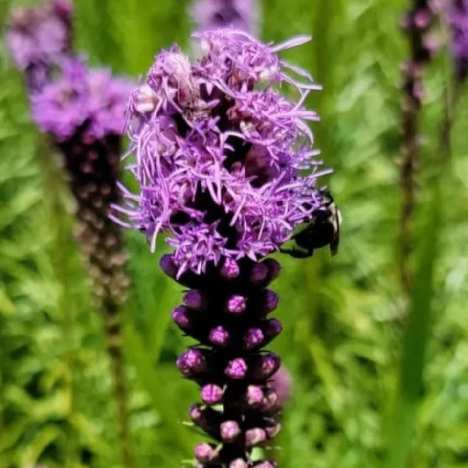 marsh blazing flower seeds