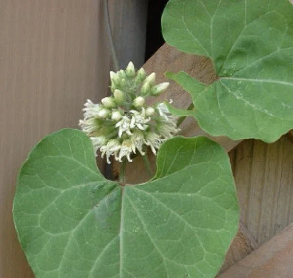 cynanchum laeve flower seeds