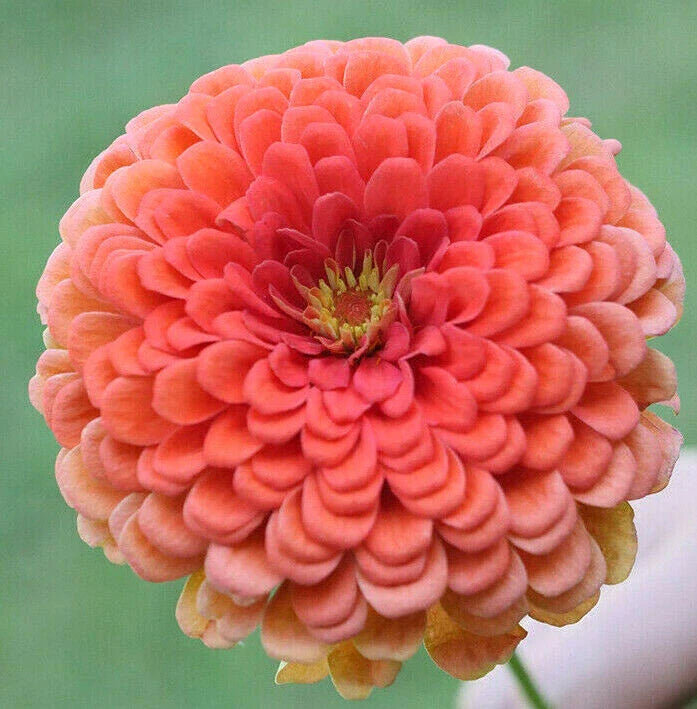 pink coral flower seeds