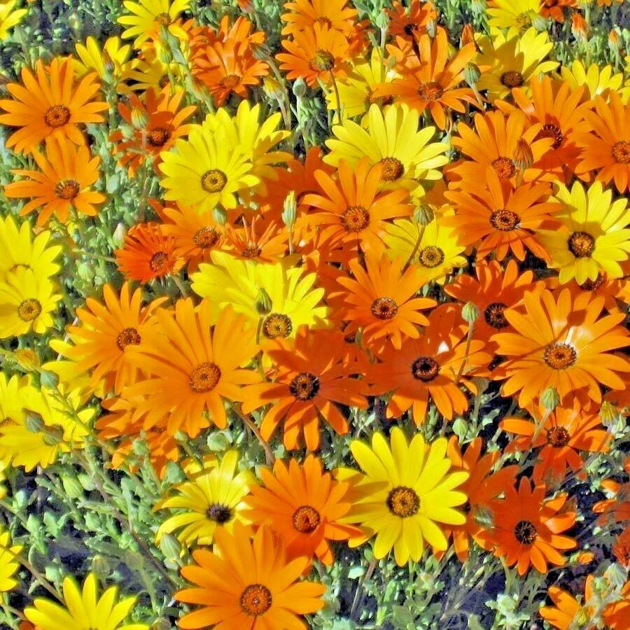 african daisy flower seeds