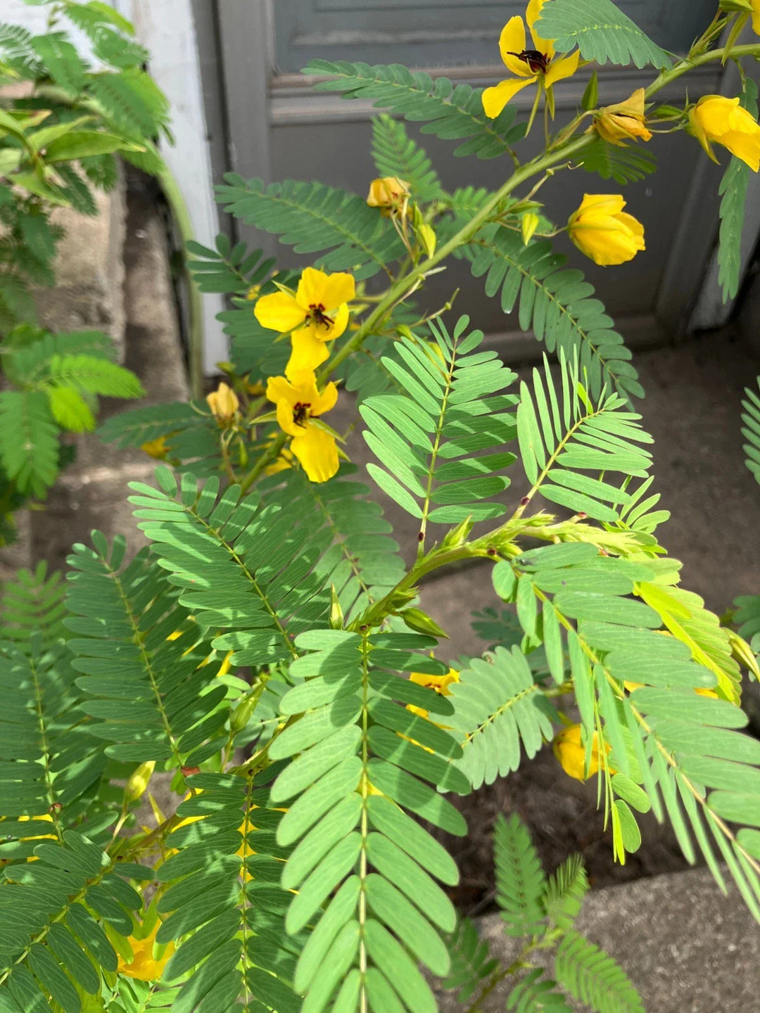 partridge pea flower seeds