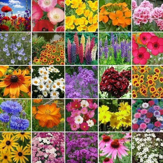 wildflower mix flower seeds