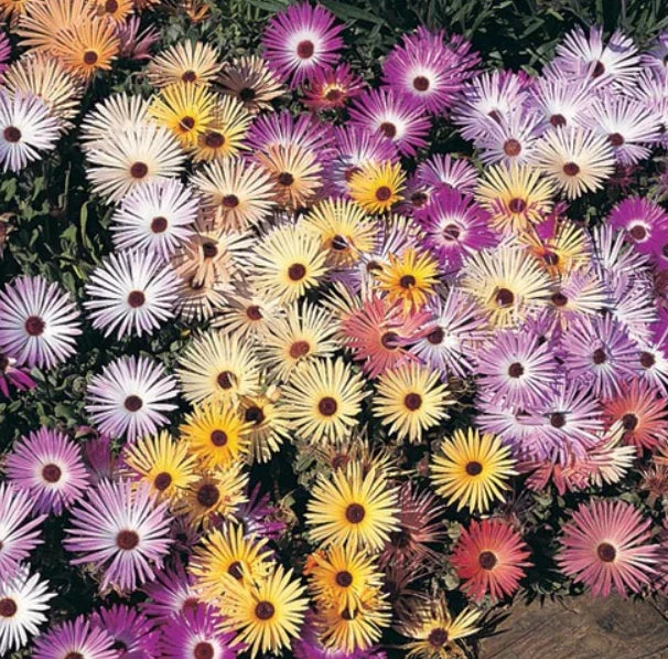 daisy ice flower seeds