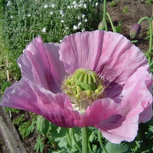 hungarian papavaer flower seeds