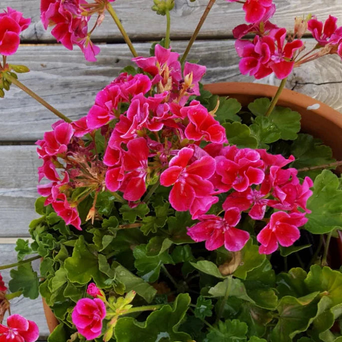 geranium raspberry flower seeds