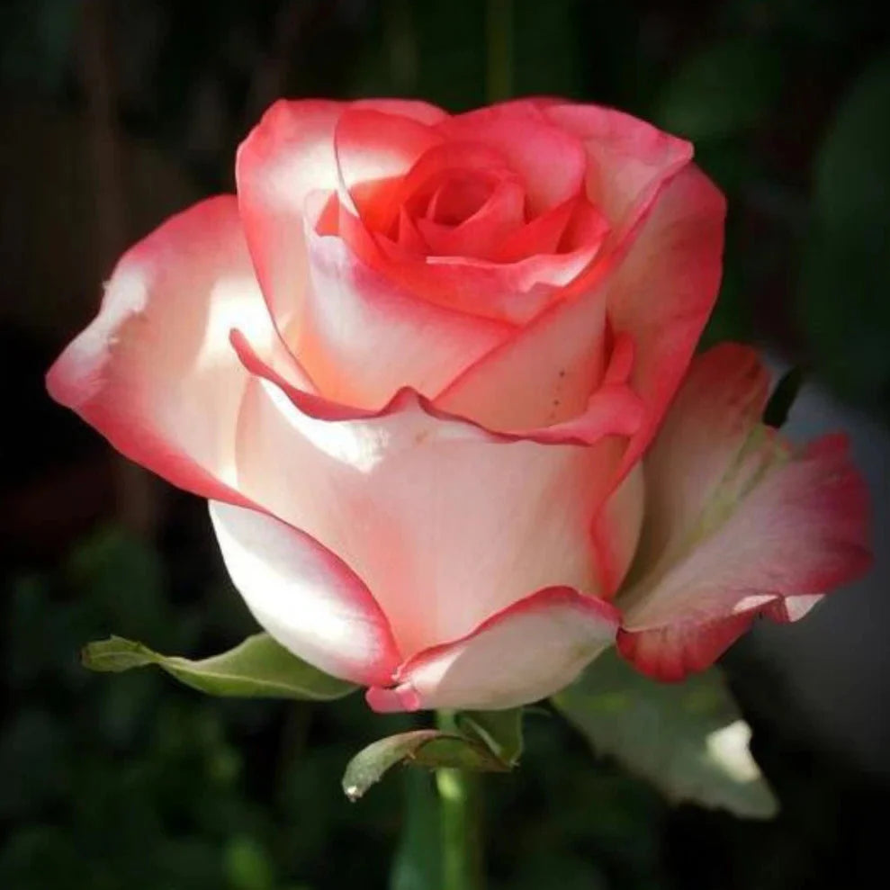 white pink flower seeds