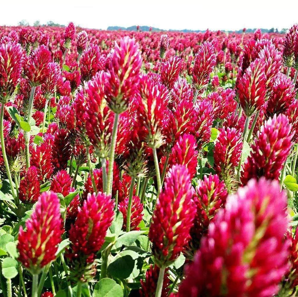 crimson clover flower seeds