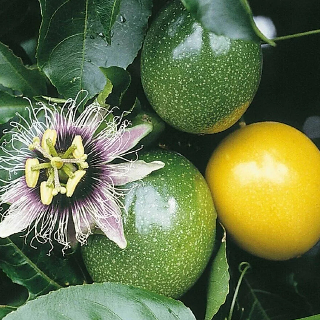 yellow passion flower seeds