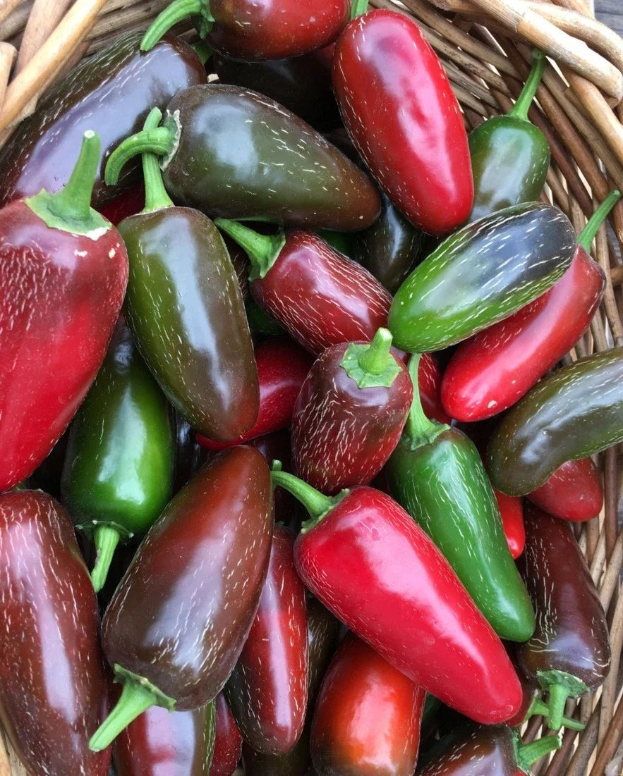 grande jalapeno flower seeds