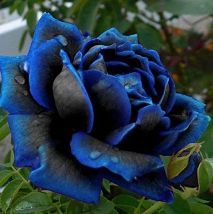 midnight supreme flower seeds