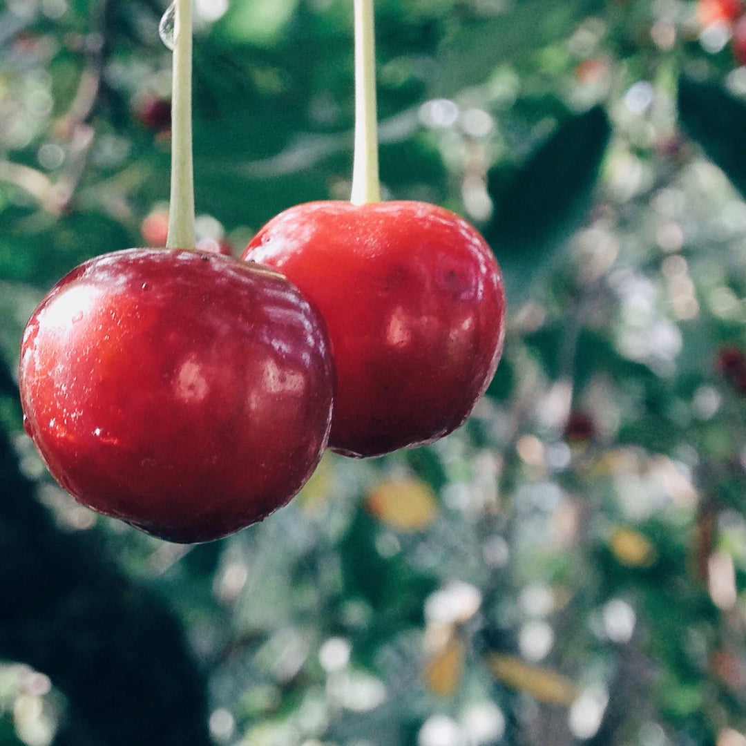 evans cherry flower seeds