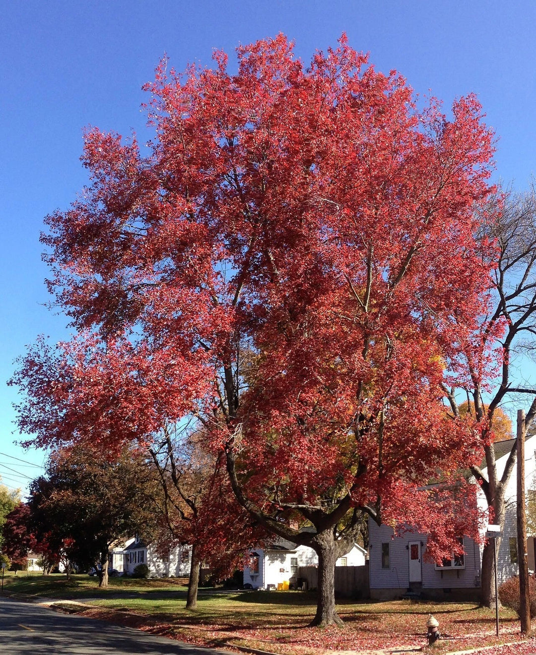red maple flower seeds