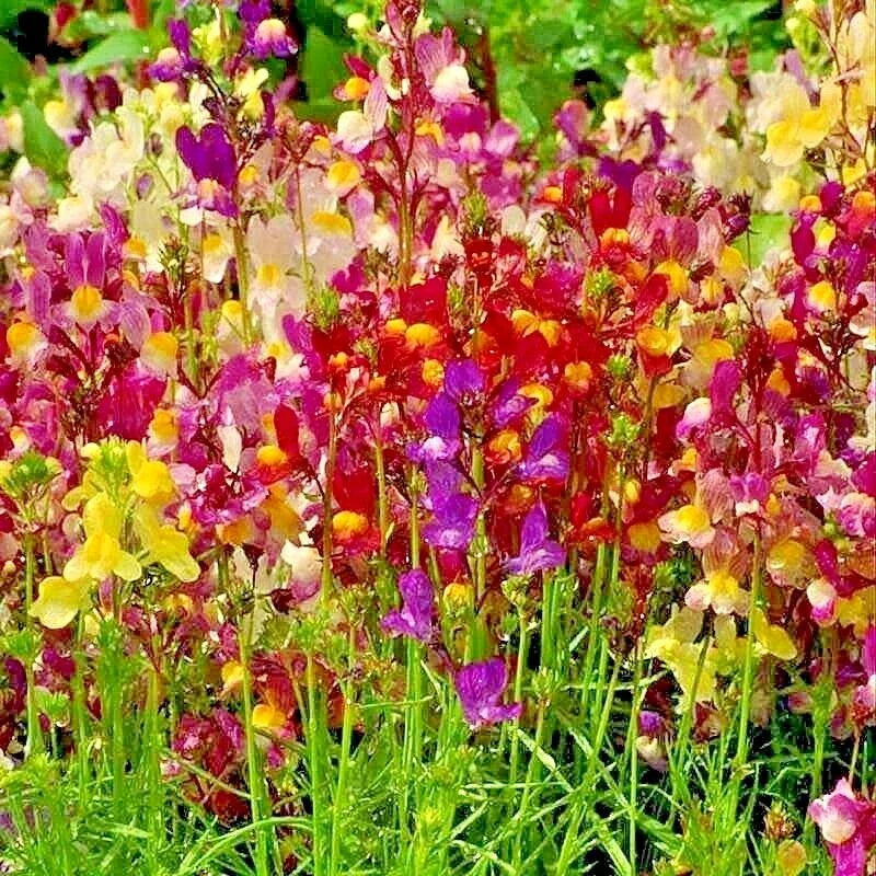 dwarf snapdragon flower seeds