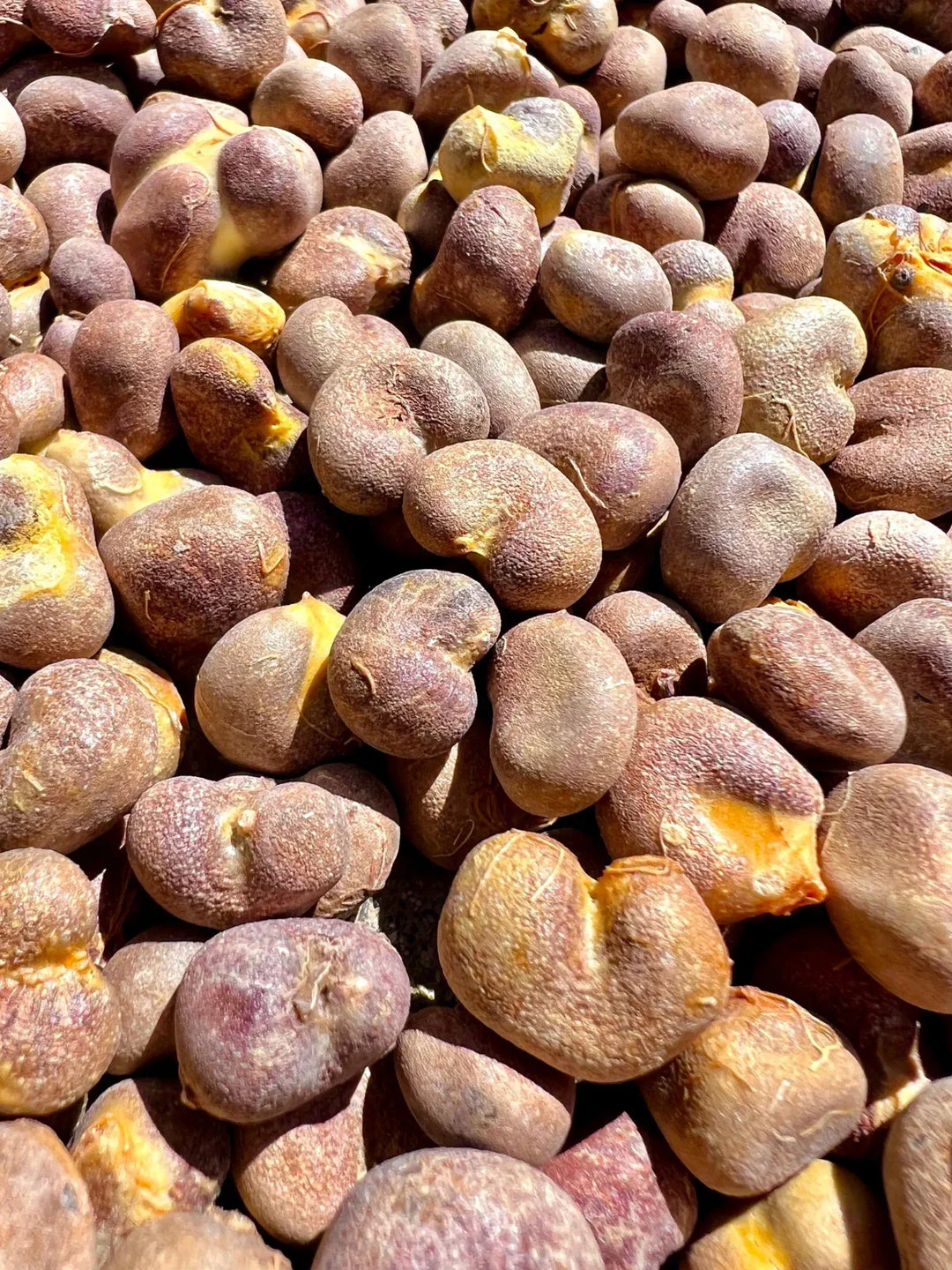 fony baobab flower seeds