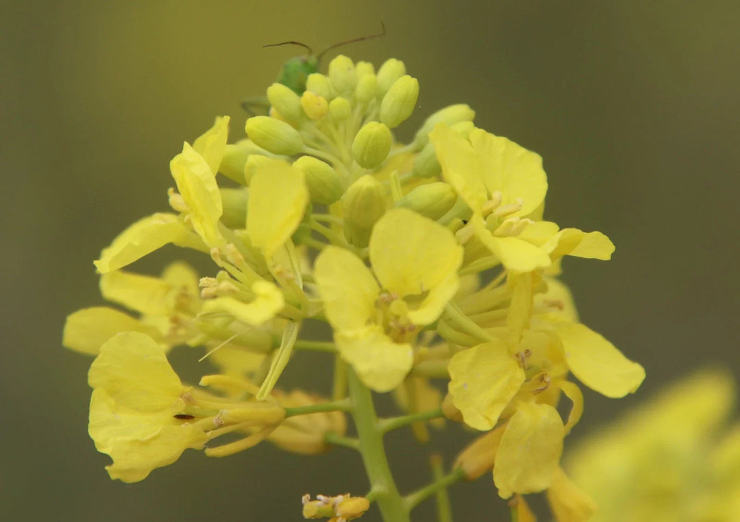 black brassica flower seeds