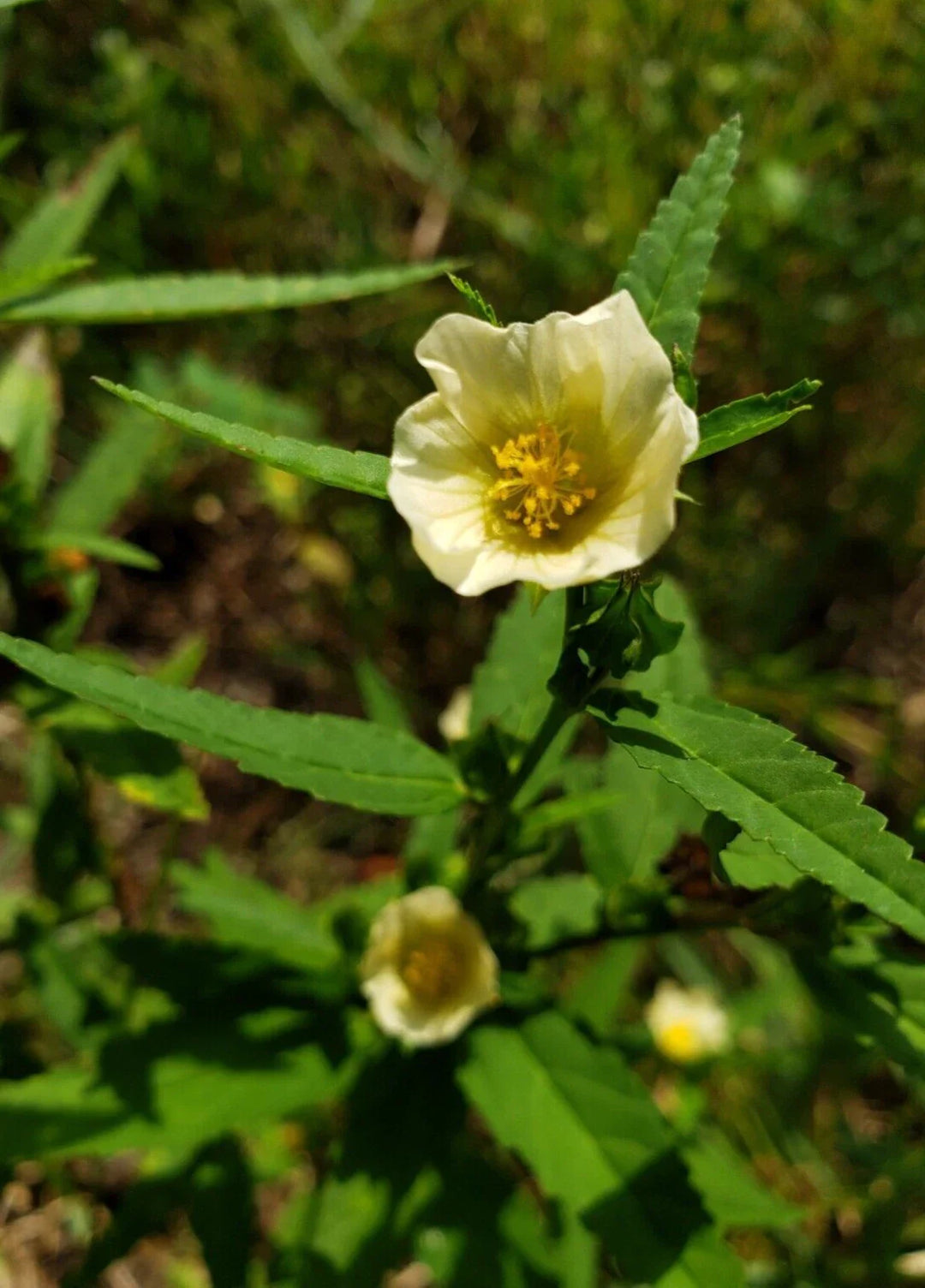sida acuta flower seeds