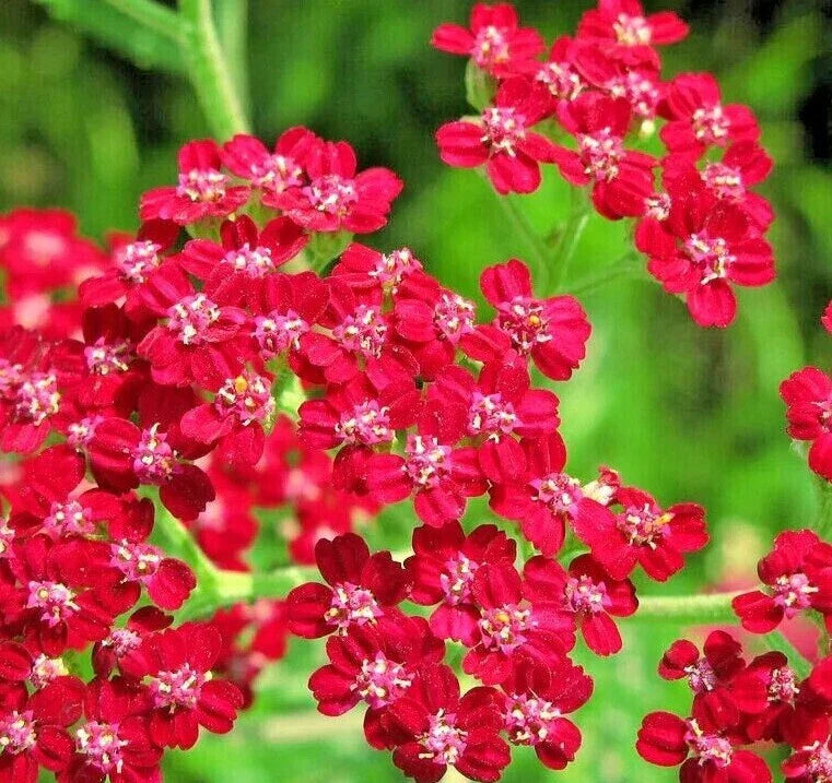 rubra yarrow flower seeds