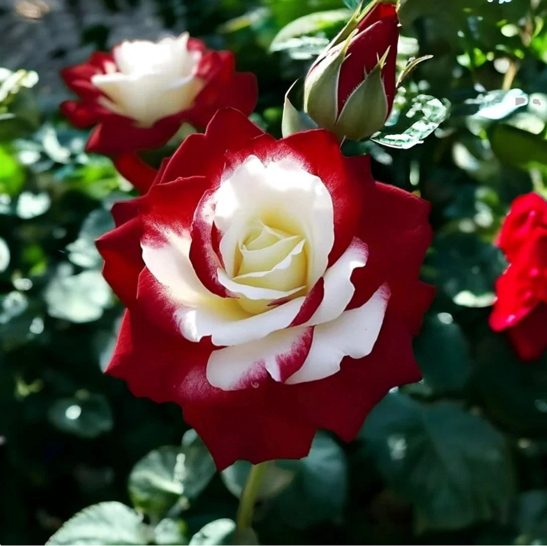 red white flower seeds