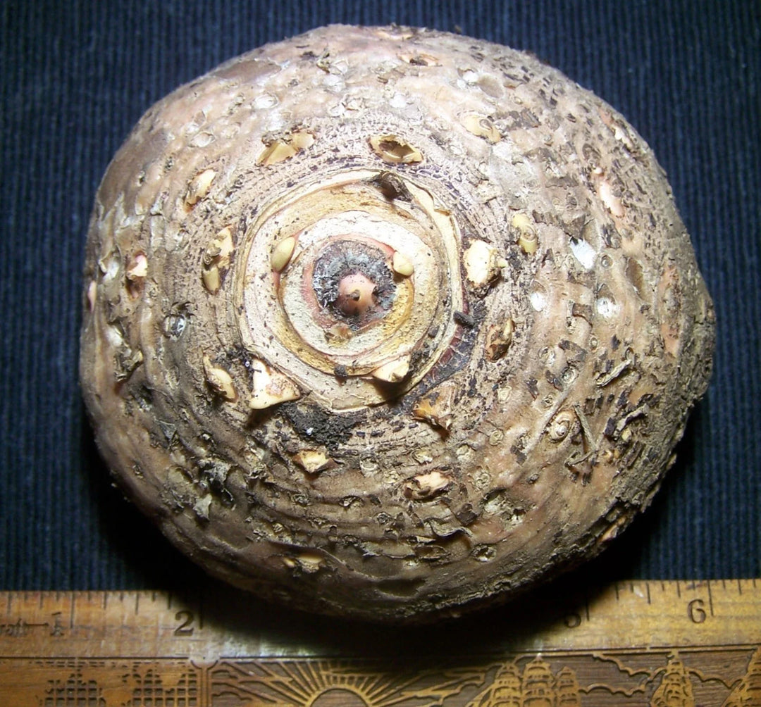 synandrospadix vermitoxicus flower seeds