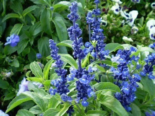 blue bedder flower seeds