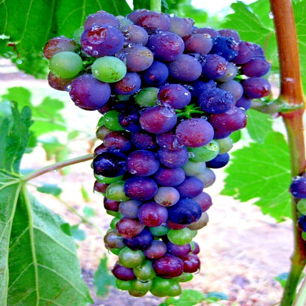 wine grape flower seeds