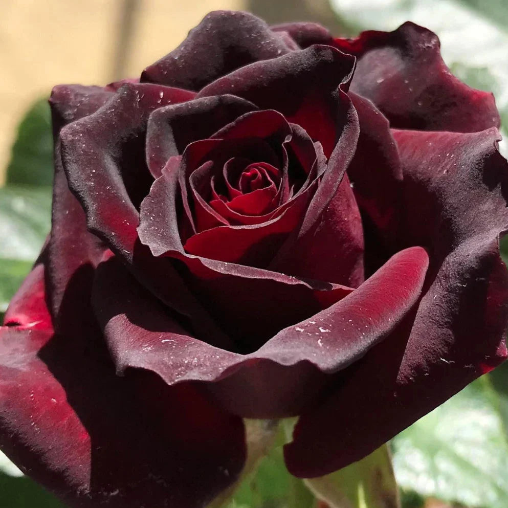black baccara flower seeds